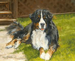 Burmese Mountain Dog